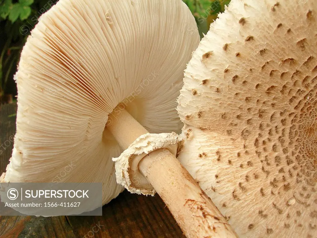 Parasol mushroom. Sweden