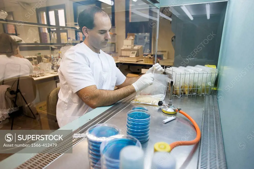 Salmonella cultures in biosafety cabinet, Laboratory of Diagnosis, Departamento de Producción y Sanidad Animal, Neiker Tecnalia, Instituto de Investig...