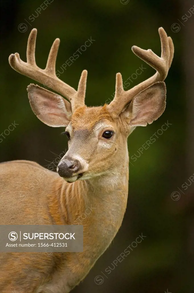Antlers in velvet. Found over much of the U.S. southern Canada and Mexico and introduced elsewhere in the world. Lives in forests. swamps and open bru...