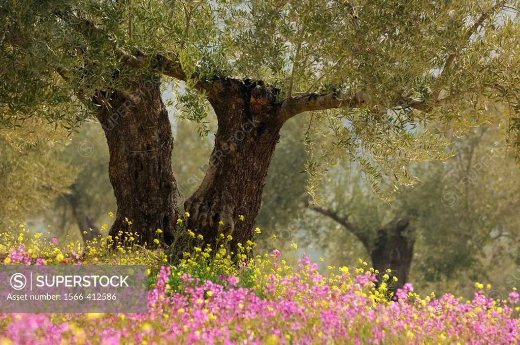 Olive trees plantation with flowers. Jaen province, Andalusia, Spain, Europe