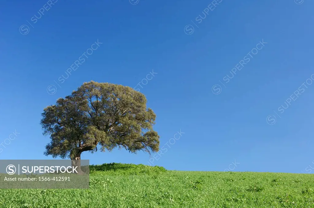 Evergreen Oak / Holm Oak (Quercus ilex). Andalusia, Spain, Europe