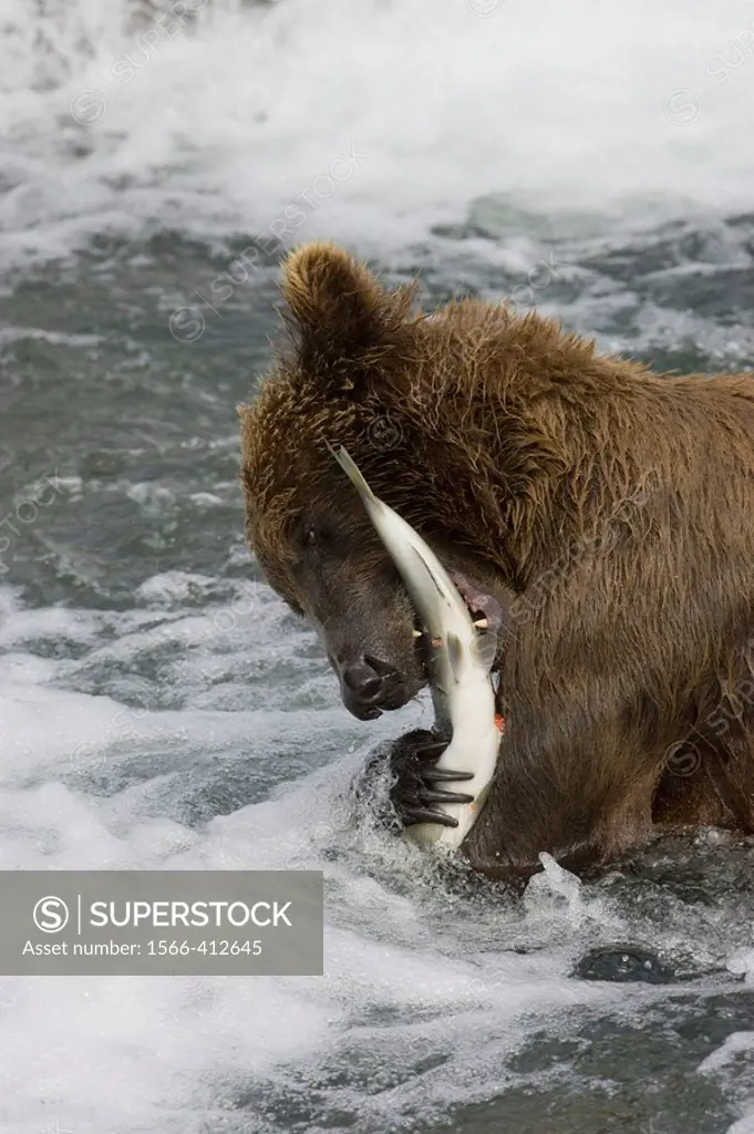 Adult Grizzly Bear catches a Salmon at Brooks Falls - Alaska, USA