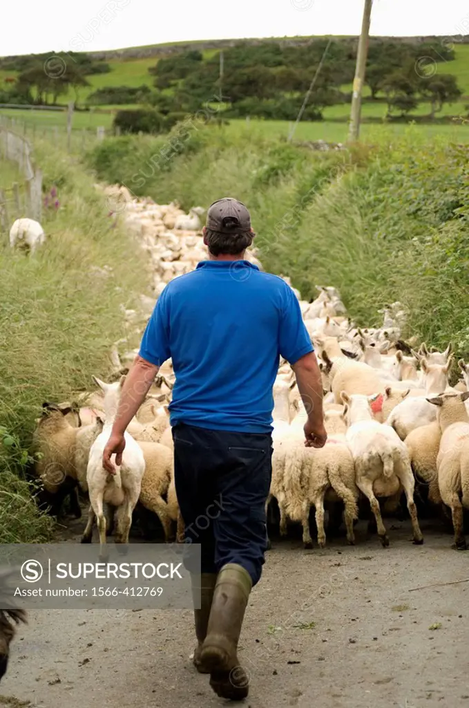 Farmer driving his flock of 400 various breeds of shorn sheep and their unshorn lambs, near the village of  Rhosllefain near Tywyn, Gwynedd north Wale...