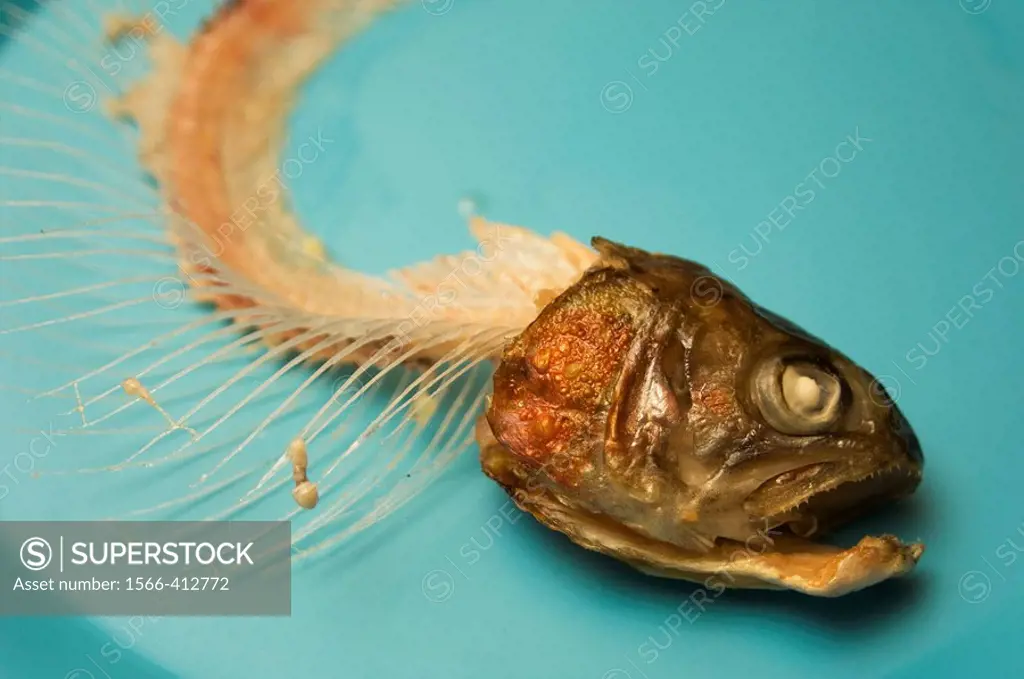 Skeleton remains and the head of a cooked trout on a blue plate