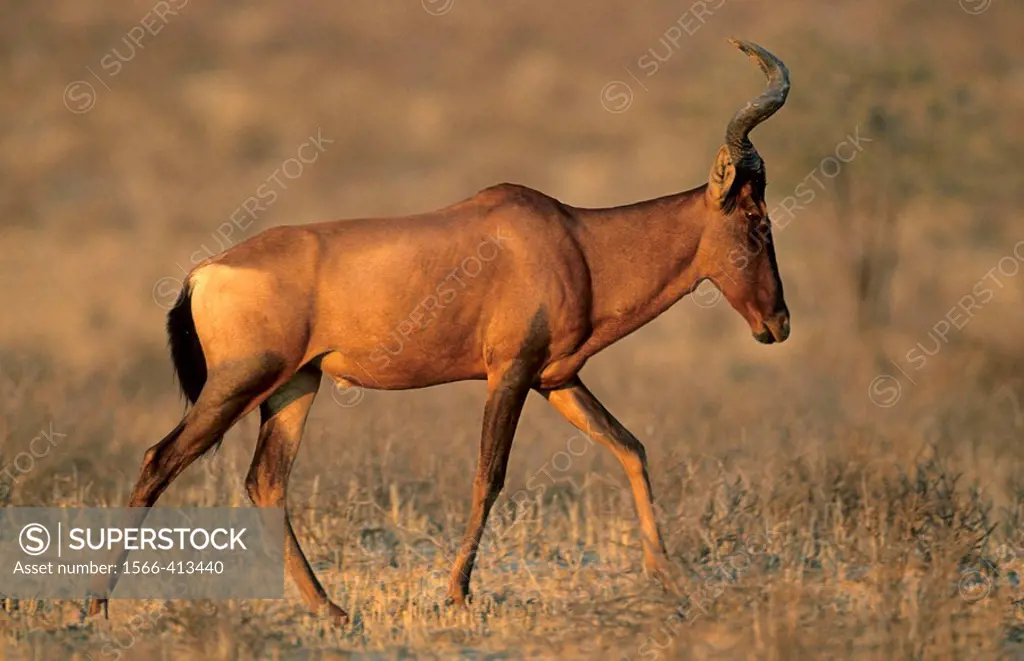Red Hartebeest, Alcephalus buselaphus, Kgalagadi Transfrontier Park, Kalahari, South Africa