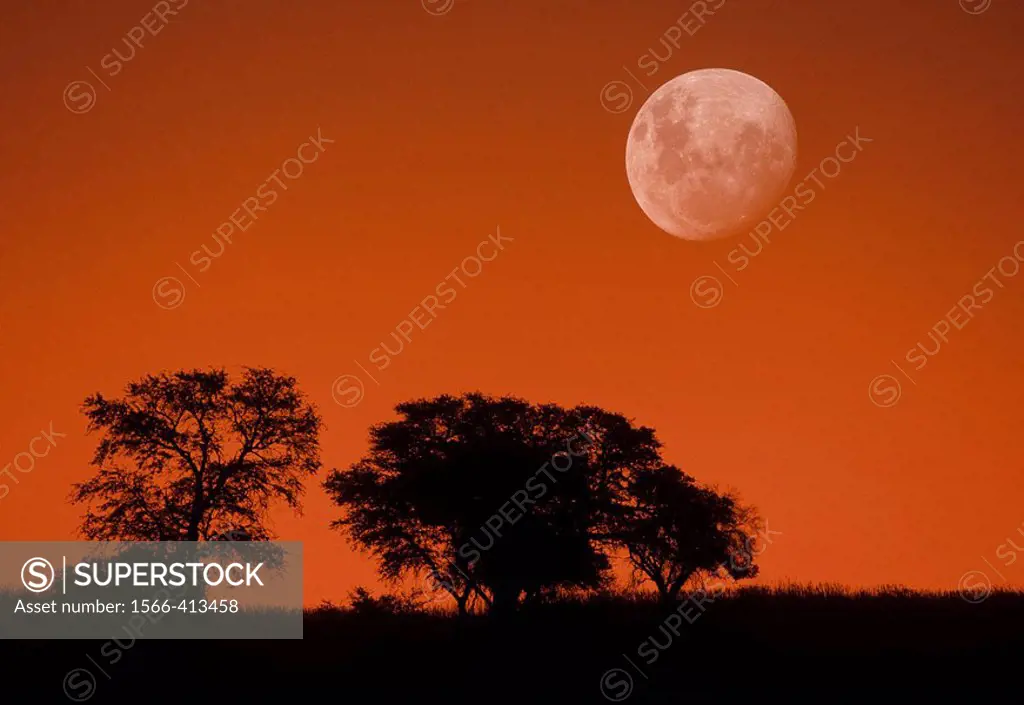 Dusk sky and moon, Kgalagadi Transfrontier Park, Kalahari, South Africa, image not digitally manipulated