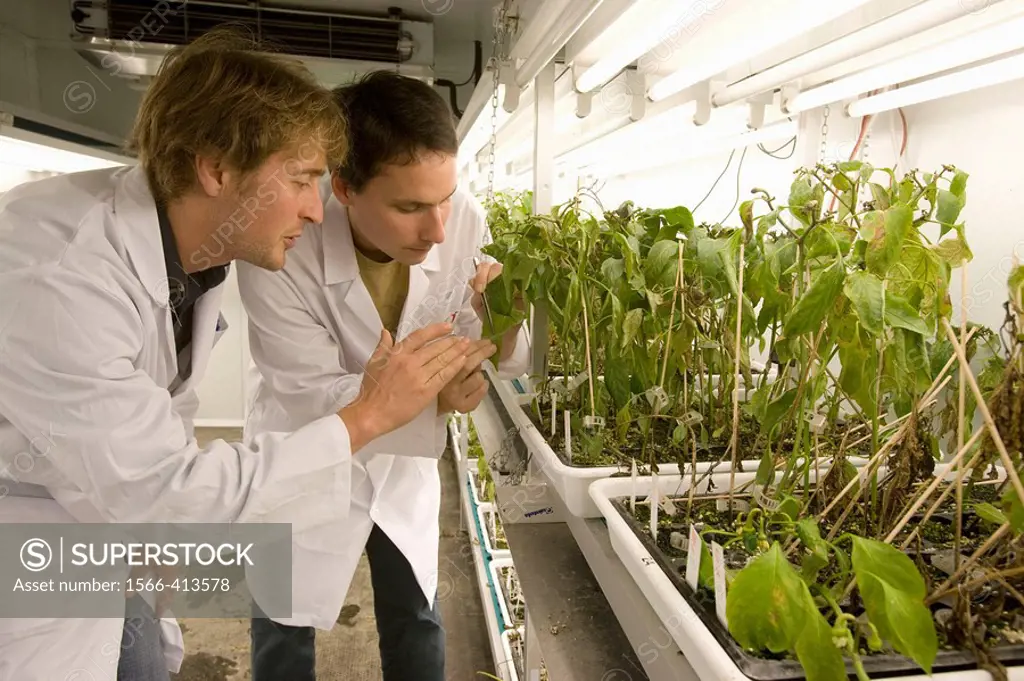 Evaluation of pepper plant cultivars resistance to fungal diseases, culture room, Departamento de Producción y Protección Vegetal, Neiker Tecnalia, In...