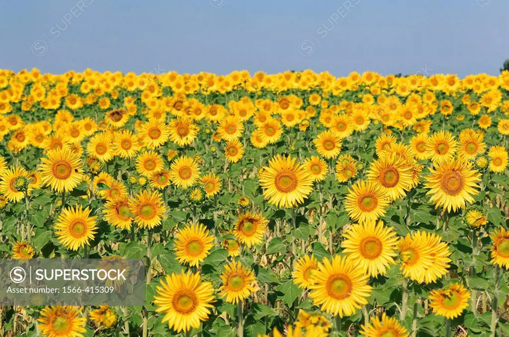 Field of Sunflowers, Plateau de Valensole, Valensole, Provence, France.