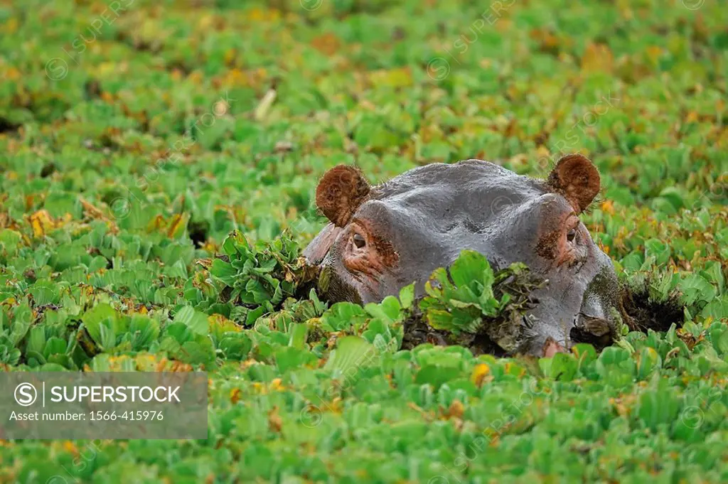 Hippopotamus (Hippopotamus amphibius) in a pool full of Water Lettuce (Pistia stratiotes). Massai Mara, Kenya.