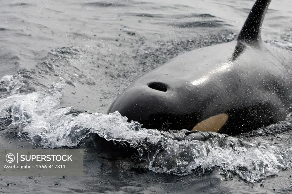 Orca. Killer whale (Orcinus orca) Family: Delphinidae. Order: Cetacea. Johnstone strait. British Columbia. Canada