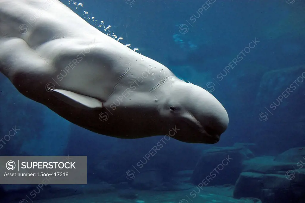 Beluga Whale or White Whale (Delphinapterus leucas) Order: Cetacea. Family: Monodontidae. Vancouver aquarium. British Columbia, Canada