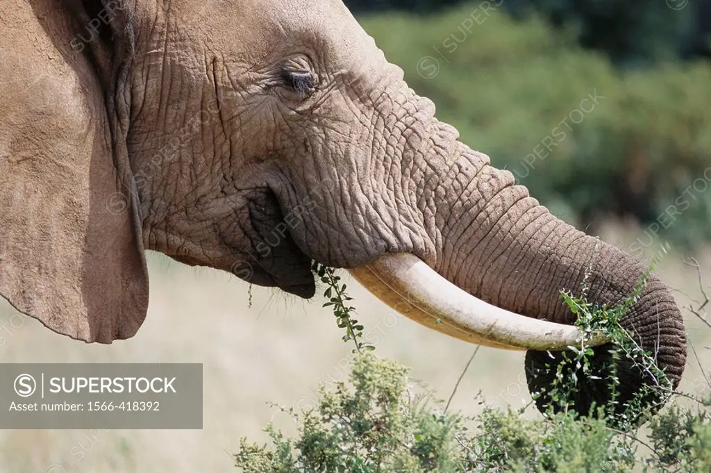 African Elephant (Loxodonta africana) feeding. Samburu Game Reserve, Kenya