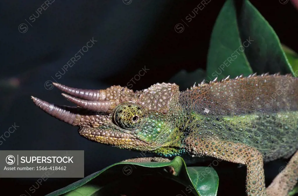 Jackson´s Chameleon (Chamaeleo jacksoni). Kenya