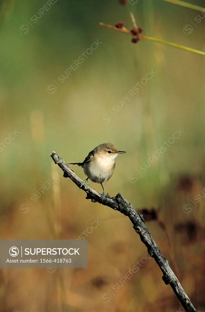 Reed Warbler (Acrocephalus scirpaeus)