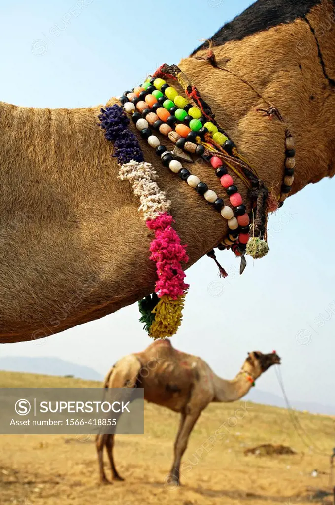 Pushkar camel fair. Pushkar. Rajasthan. India. Asia