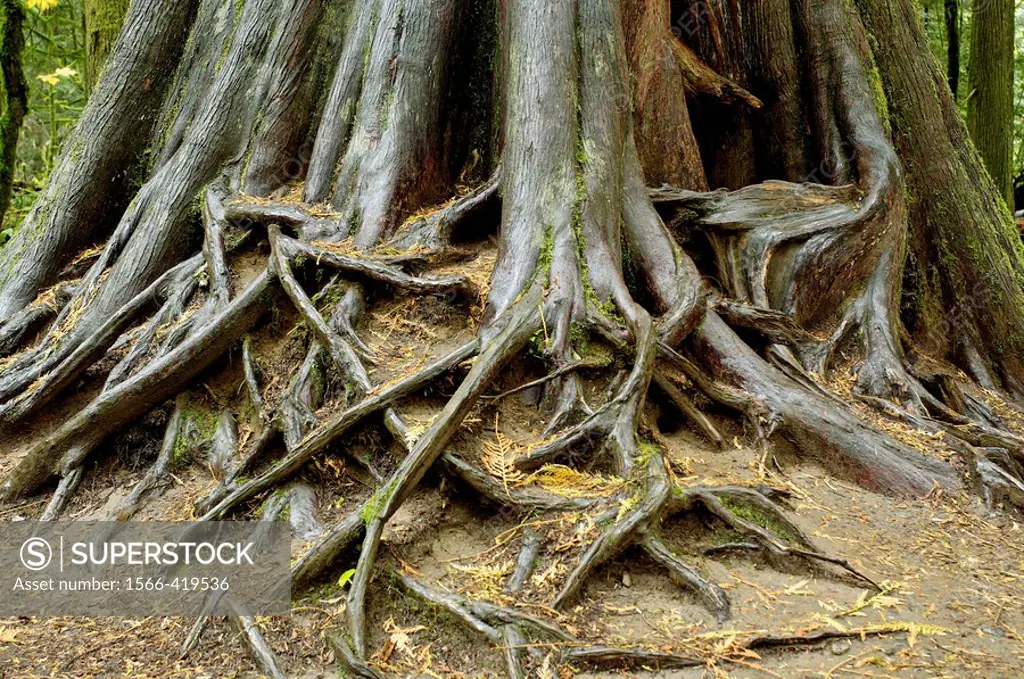 Roots of a giant western red cedar, Cathedral grove forest, temperate rainforest, Vancouver Island, British Columbia, Canada