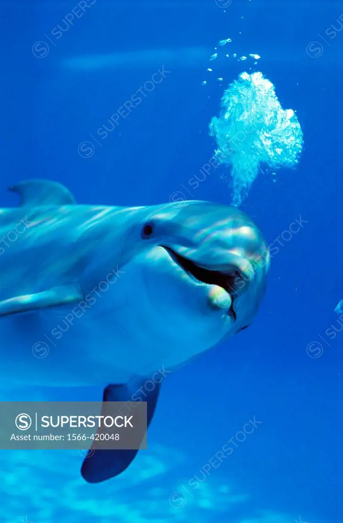 Bottlenose Dolphin (Tursiops truncatus)