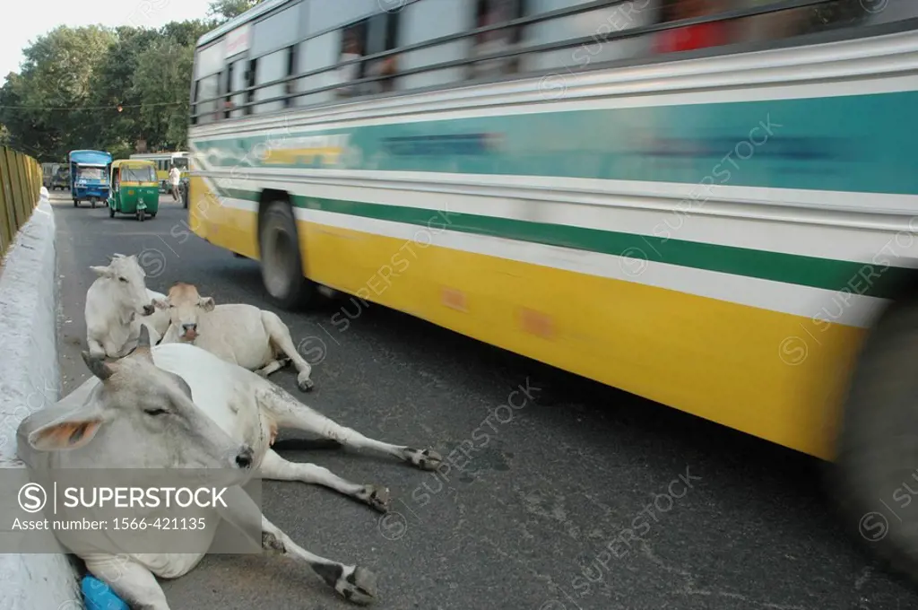 Delhi, India: cows sitting on the road by a running bus