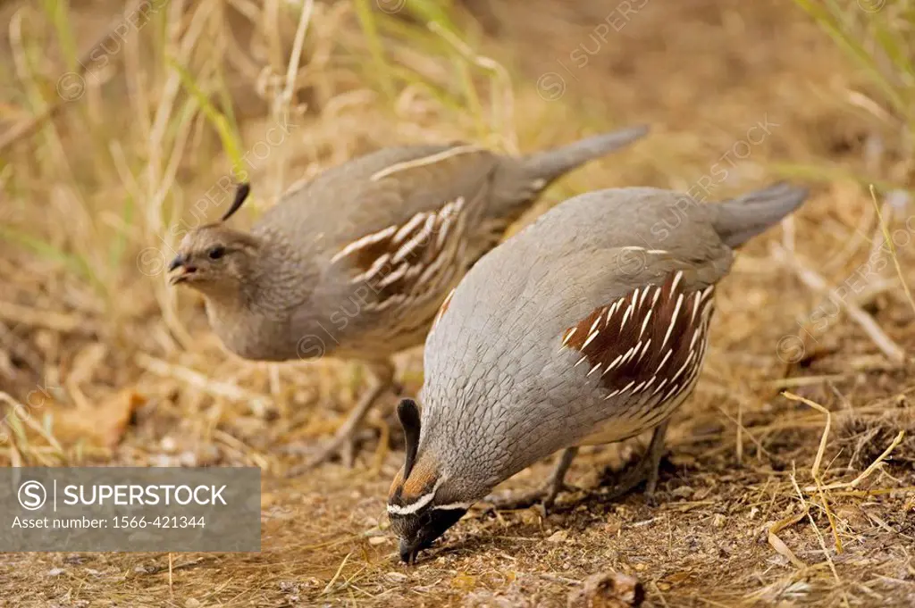 Gambel´s Quail (Callipepla gambelii). Males. Drinking at pond. Arizona. Replaces the California Quail in the desert and similar to that bird. On the w...
