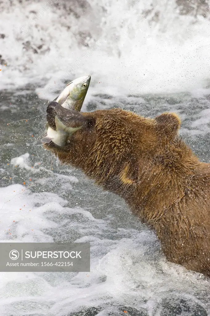 Adult Grizzly Bear catches a Salmon at Brooks Falls, Alaska, USA