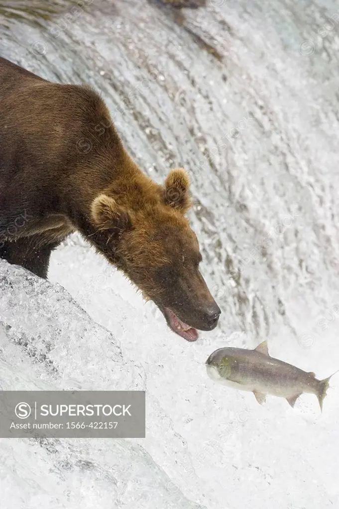 Adult Grizzly Bear misses a Salmon at Brooks Falls, Alaska, USA