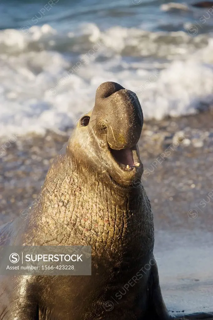 Bull Elephant Seal bellows for dominance on San Simeon Beach  California, USA