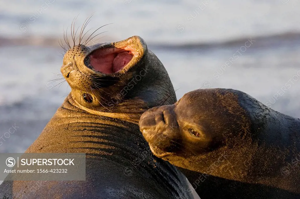 Female Elephant Seals fight for territory on San Simeon Beach  California, USA