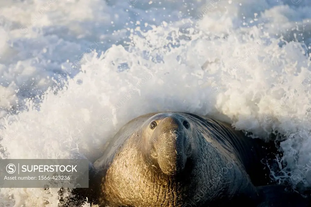 Bull Elephant Seal on San Simeon Beach  California, USA