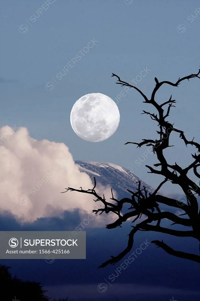 Sunset landscape with trees and Mount Kilimanjaro in background. Moon added as photo composite. Amboseli National Park, Kenya