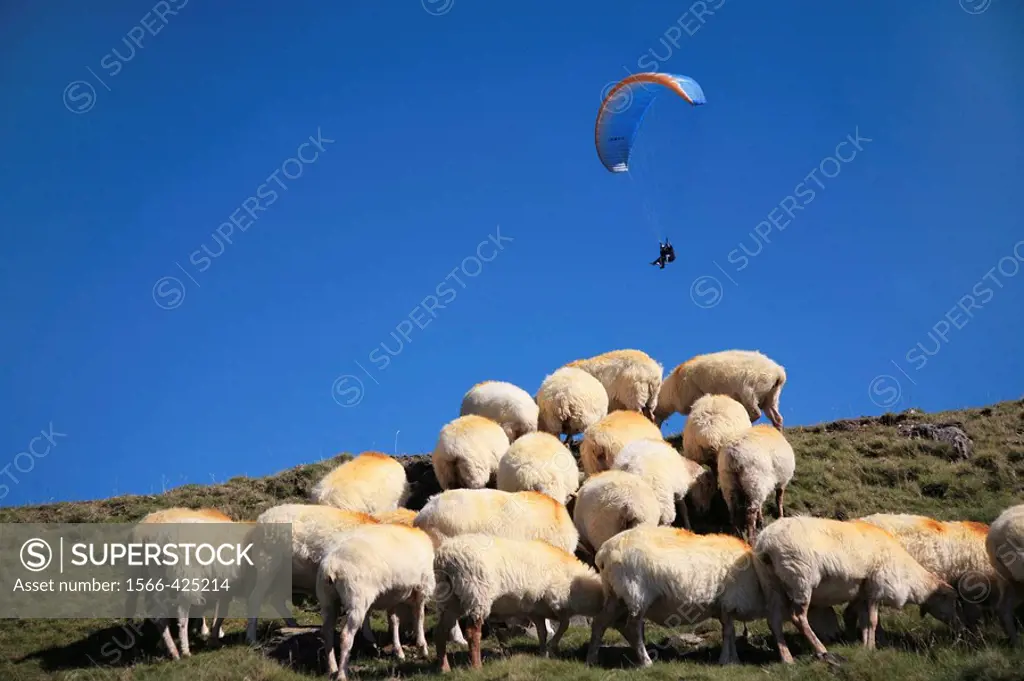 Flock of sheep and Paragliding