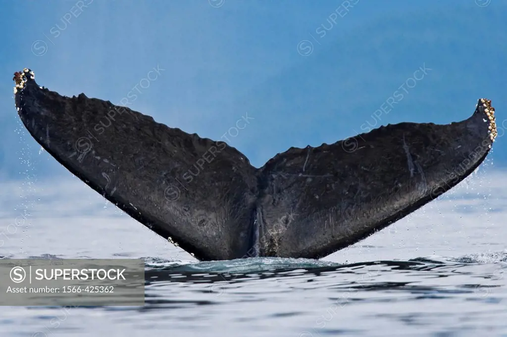 A group of adult humpback whales Megaptera novaeangliae co-operatively ´bubble-net´ feeding along the west side of Chatham Strait in Southeast Alaska,...