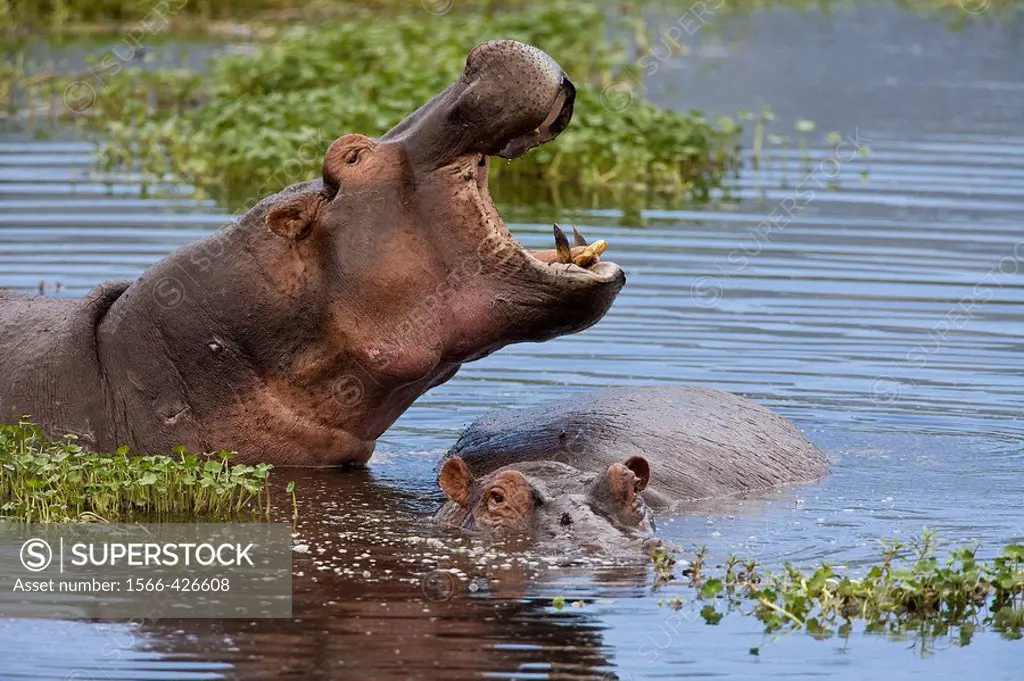Two hippos (Hippopotamus amphibius) in the water in the Ngorongoro Crater, Tanzania, Africa