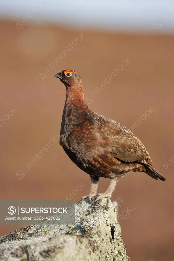 Red Grouse - Lagopus lagopus scoticus - portrait of male perched on rock  Scotland  April