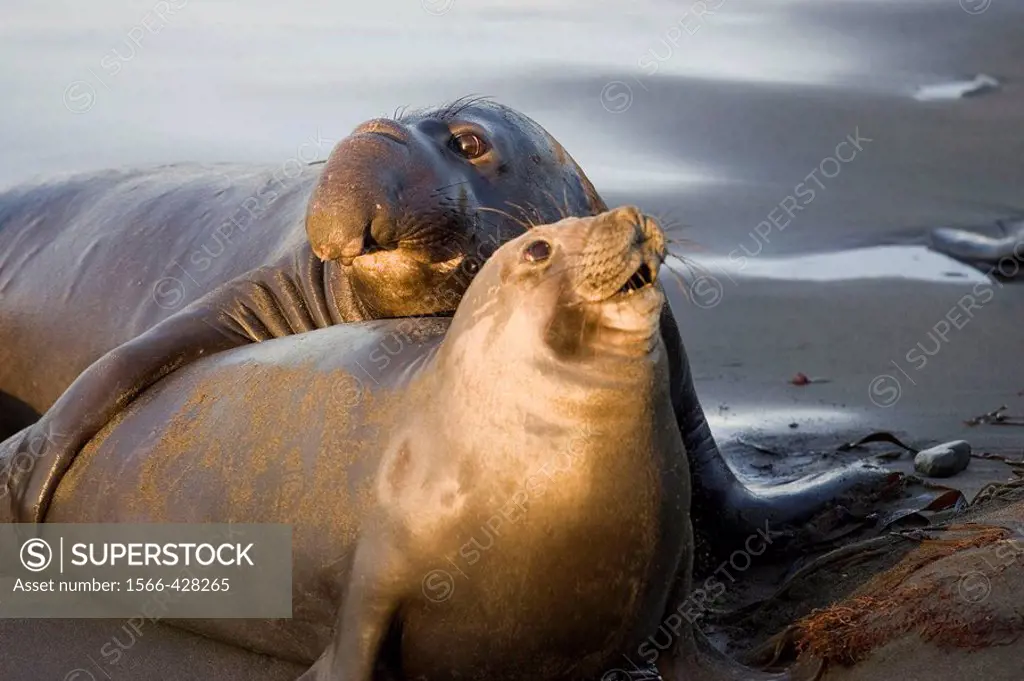 Elephant Seal mate on San Simeon Beach, California, USA