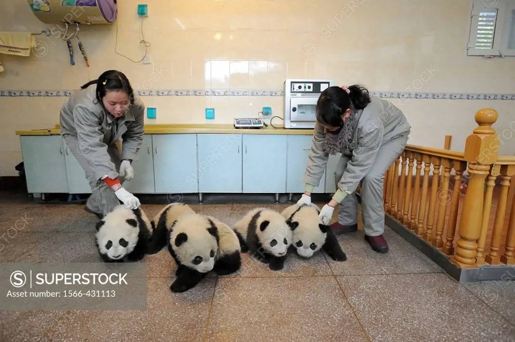 Group of giant panda babies, aged 5 months (Ailuropoda melanoleuca) with keepers in Wolong´s nursery, Wolong Nature Reserve, China