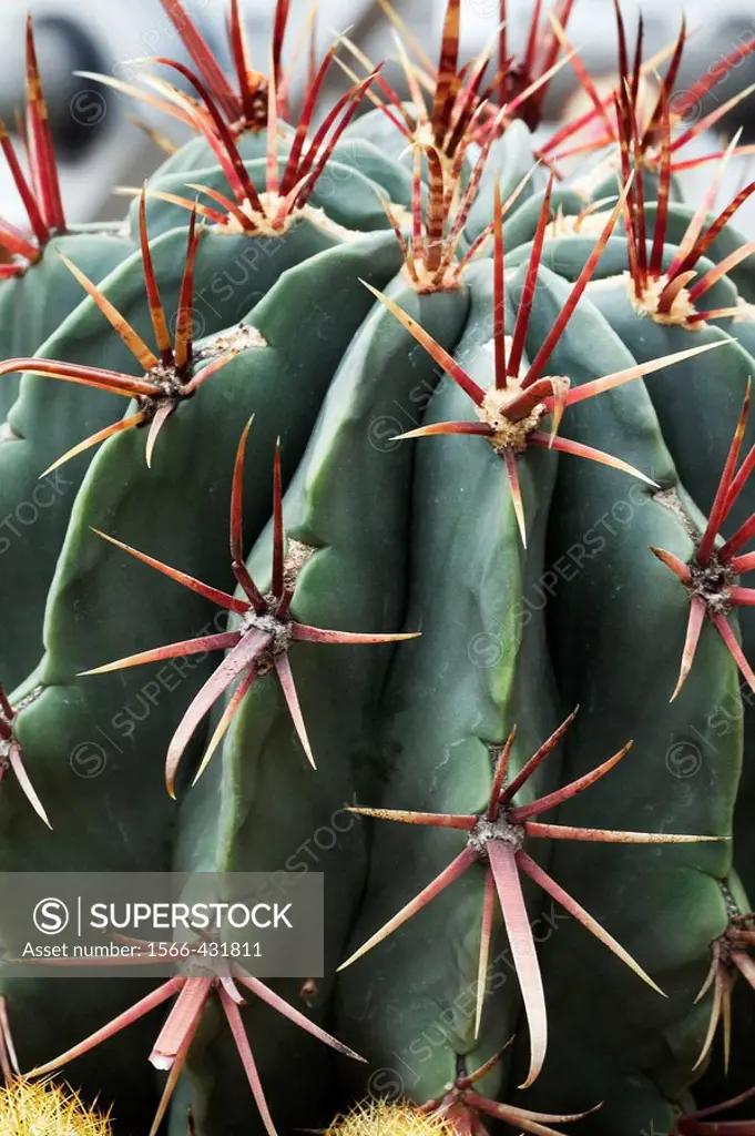Fish-Hook Barrel cactus, native to Mexico (Ferocactus latispinus, fam. Cactaceae)