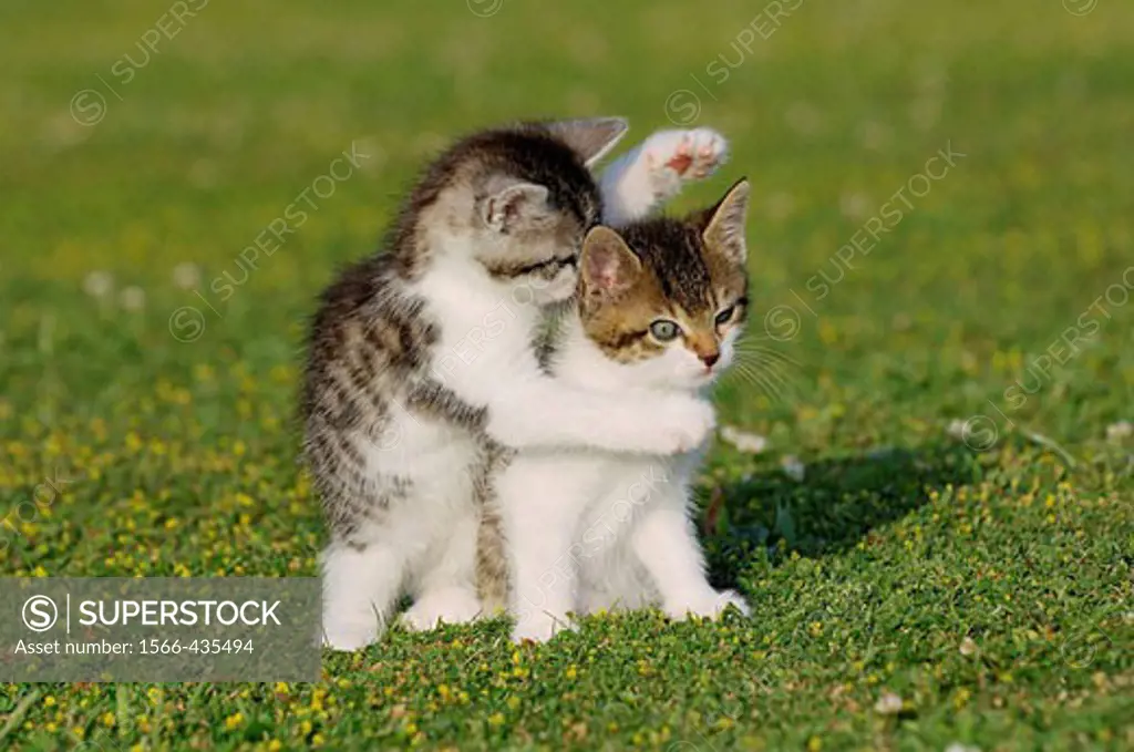 Two kitten playing in meadow  Bavaria, Germany, Europe