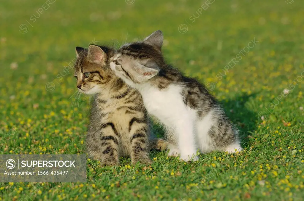Kitten in meadow  Bavaria, Germany, Europe
