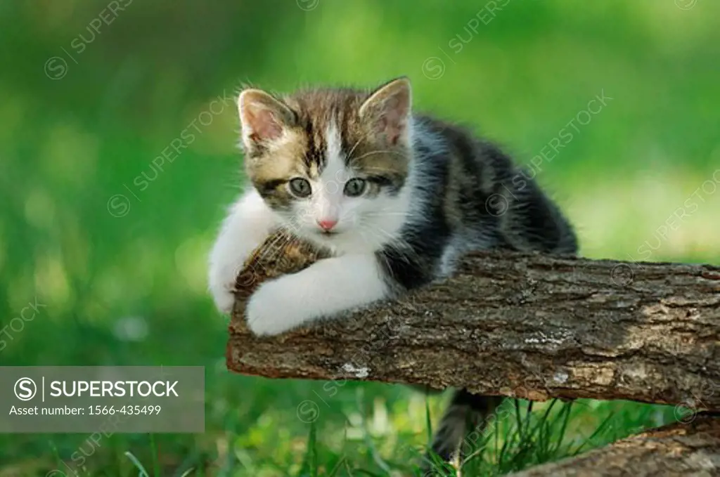 Kitten lying on wood log  Bavaria, Germany, Europe