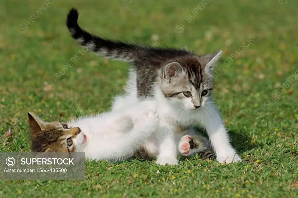 Two kitten playing in meadow  Bavaria, Germany, Europe