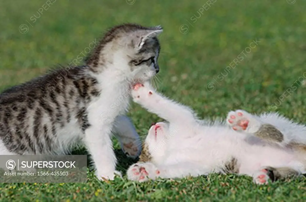 Two kitten playing  Bavaria, Germany, Europe