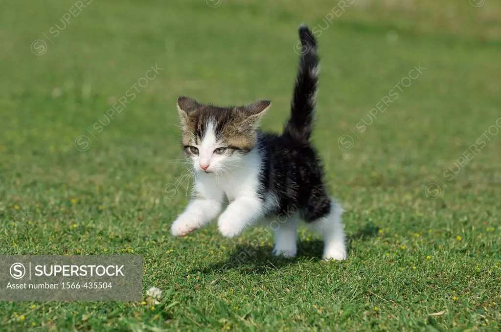 Kitten running in meadow  Bavaria, Germany, Europe
