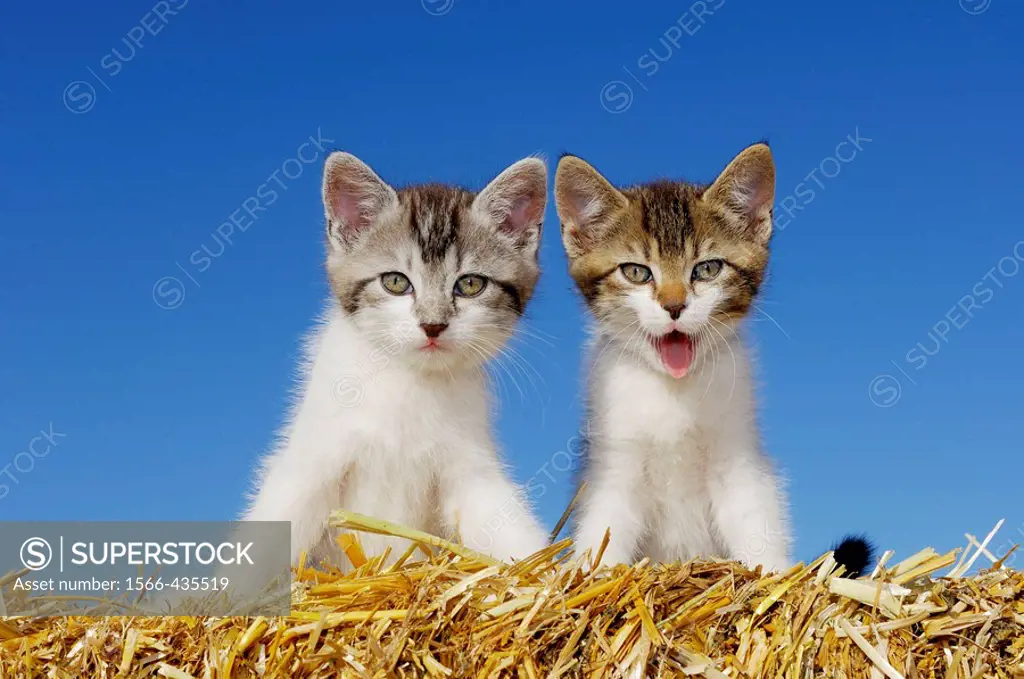 Kitten on straw yawning  Bavaria, Germany, Europe