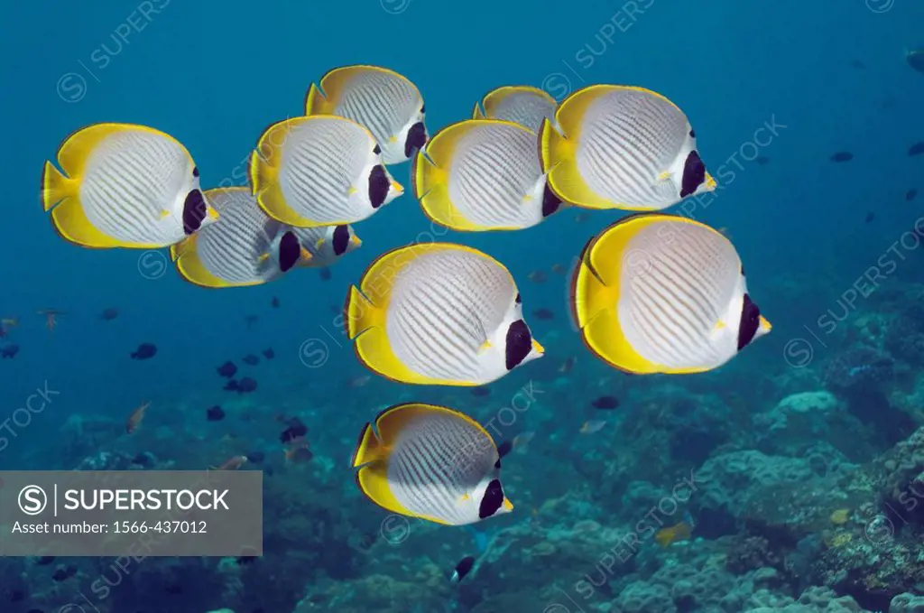 Panda butterflyfish (Chaetodon adiergastos).  Bali, Indonesia.