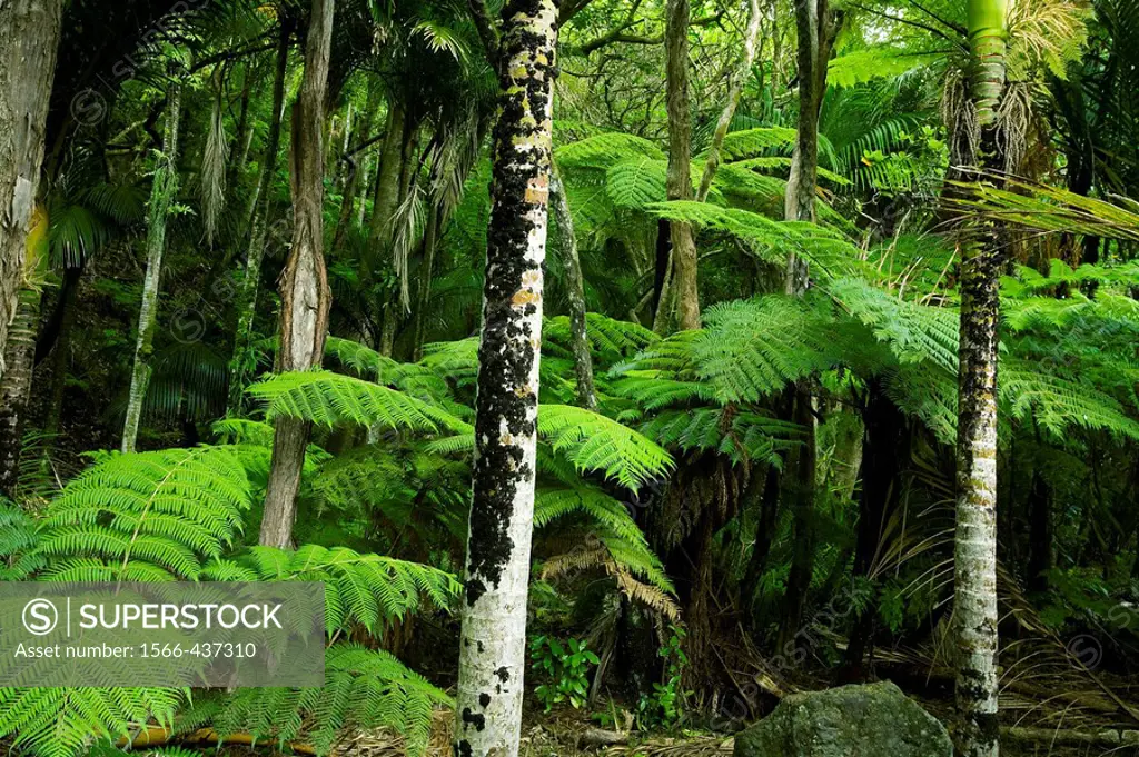 New Zealand, Haast Valley, Westland, Soft Tree Fern Forest, Cyathea smithii