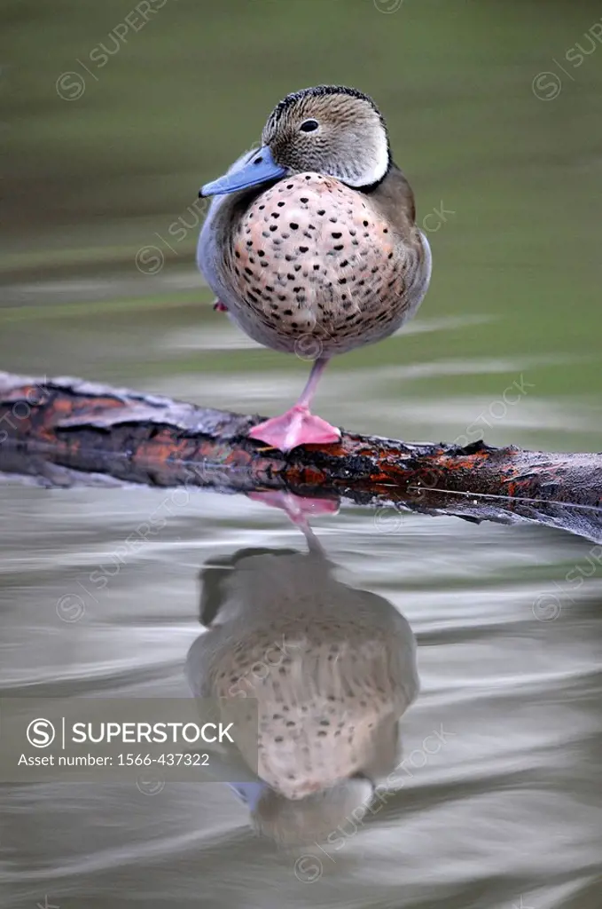 Ringed Teal (Callonetta leucophrys) perched on log, with reflection in the water. Washington Wildfowl and Wetlands Trust, Tyne and Wear, England.