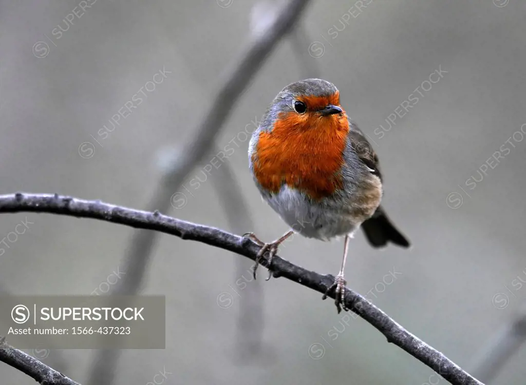 European Robin (Erithacus rubecula) perched on a branch, Washington Wildfowl and Wetlands Trust, Tyne and Wear, England.
