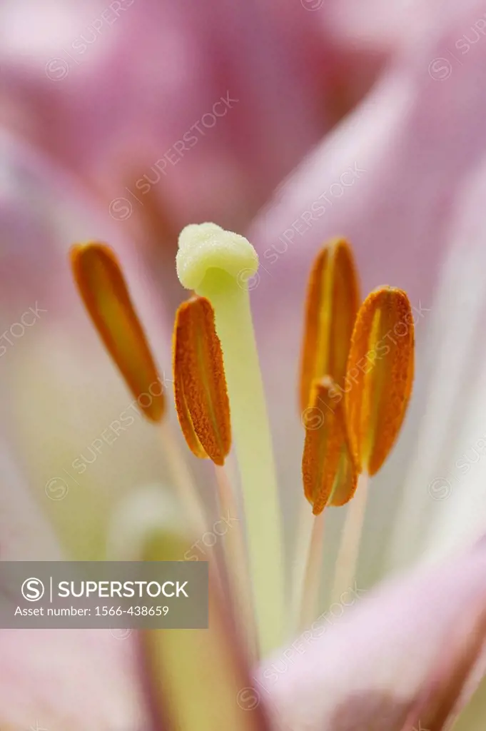 Close-up of stargazer lily reproductive parts.