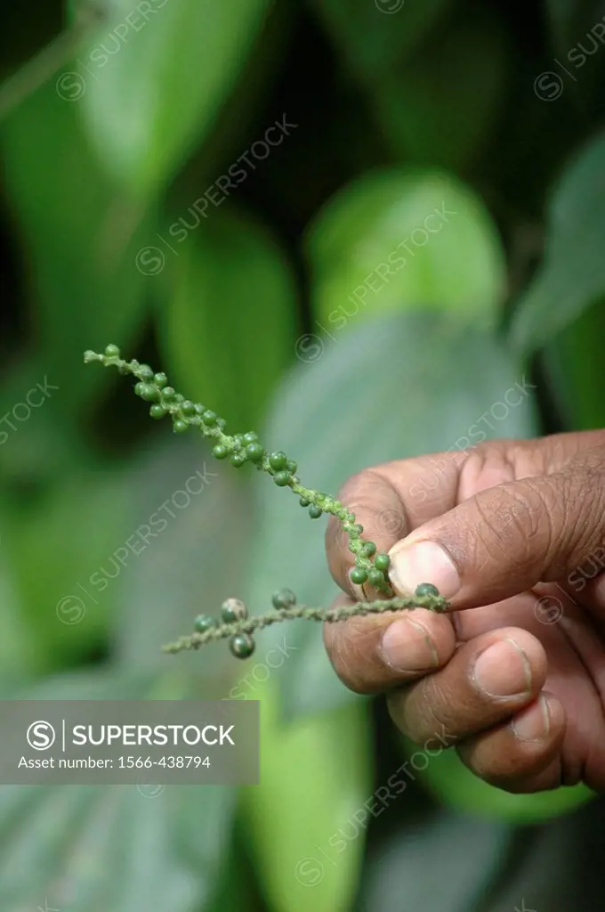 Kandy Sri Lanka: fresh black pepper seeds on a plant