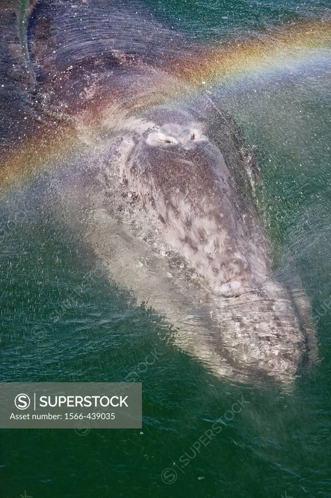  A ´rainblow´ forms over a curious young California Gray Whale (Eschrichtius robustus) calf while exhaling in San Ignacio Lagoon on the Pacific side o...
